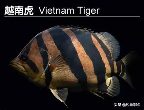 虎魚|5種國際承認的虎魚種類，虎魚圖鑑及分布